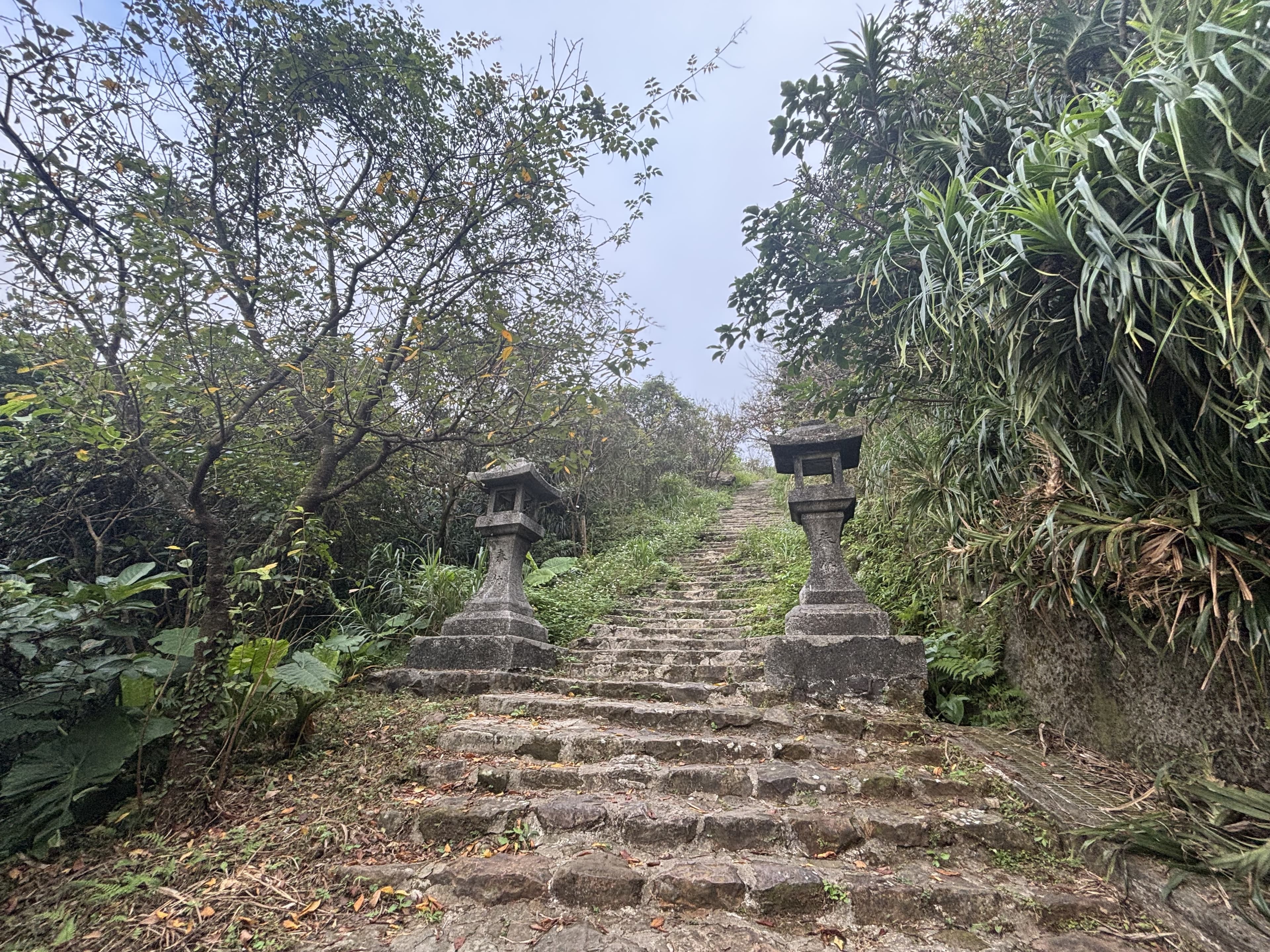 石階兩邊的植物,跟石燈籠一起入鏡。