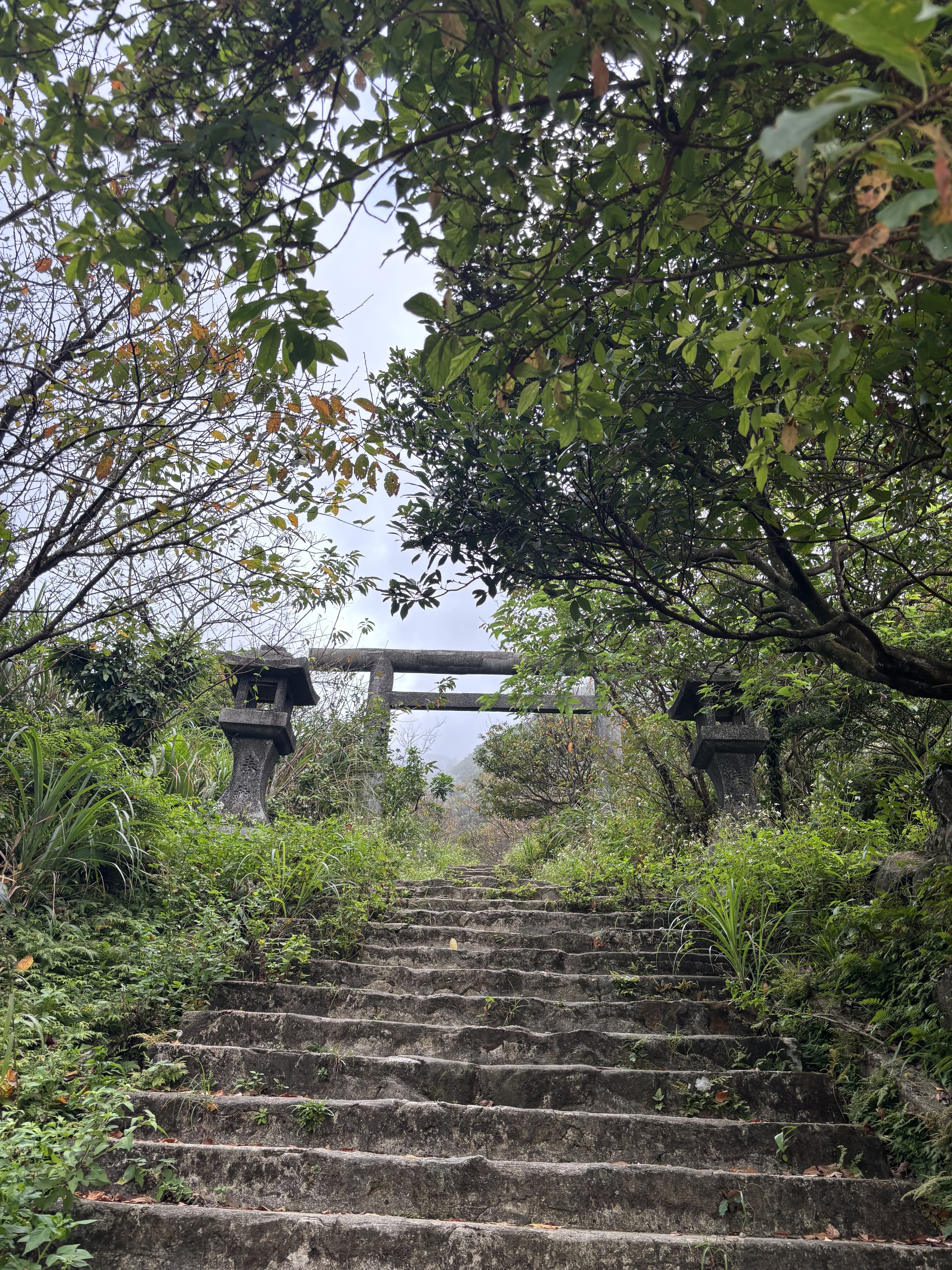 從石階往上看,鳥居就在樹之間。