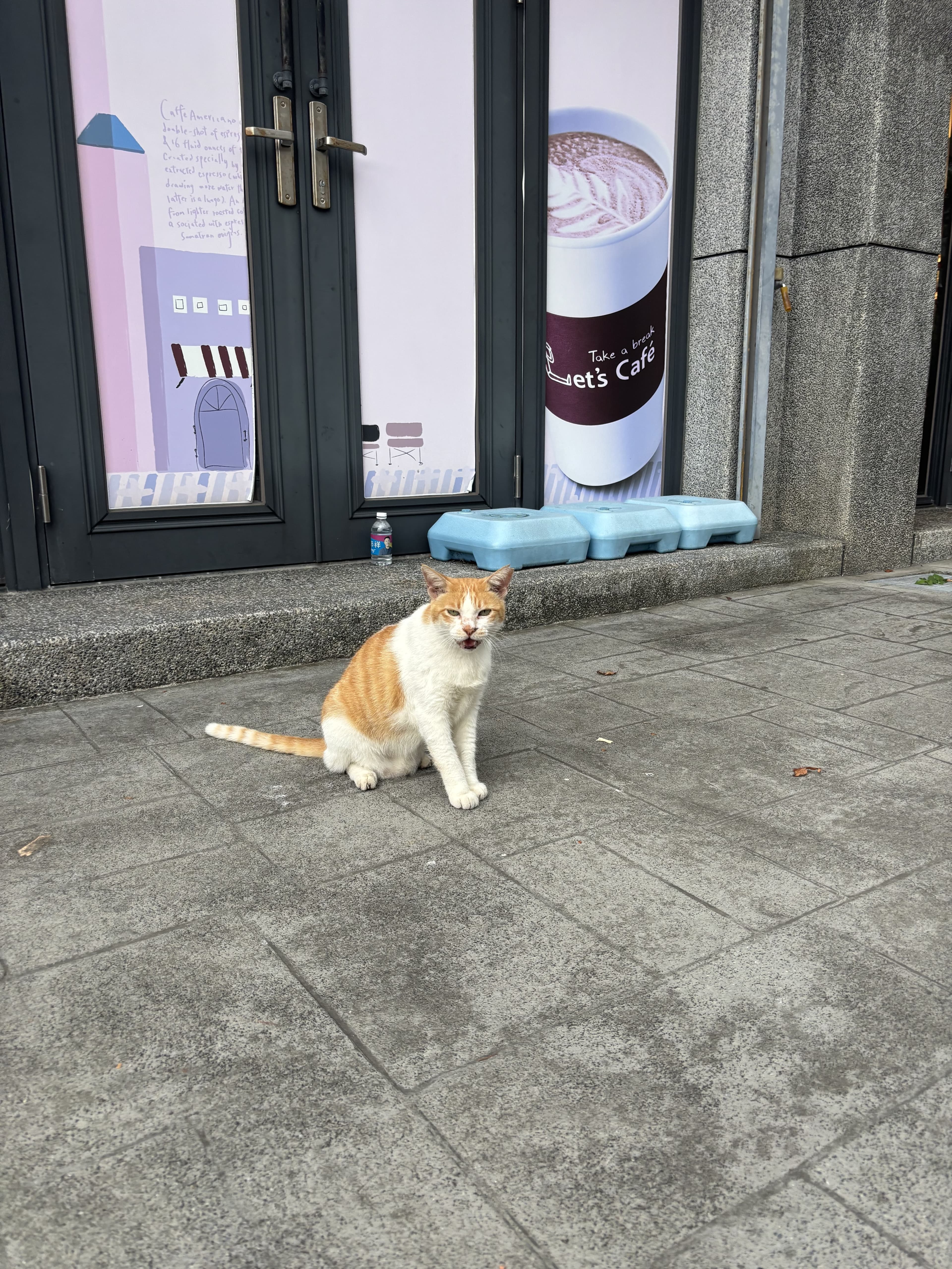 店門口的橘白貓,牠忙牠的,我們留點空間。